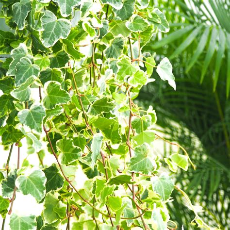 Hedera Helix White Wonder 120cm Sklep Z Roślinami Cocaflora