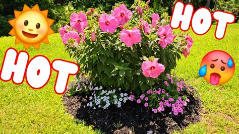 🌡heat Struggles 🥵 Plants Vs Florida Heat 🌞 Will They Make It ️ Zone 9b