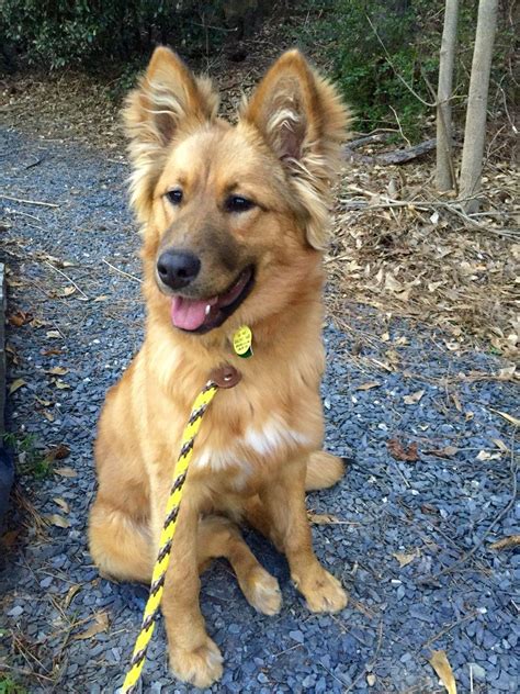 Golden German Shepherd Mix