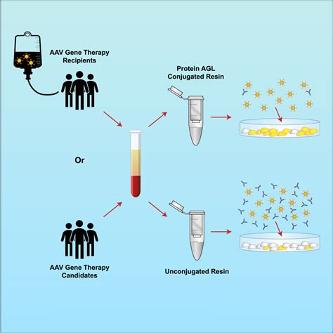 Confirmatory Detection Of Neutralizing Antibodies To Aav Gene Therapy