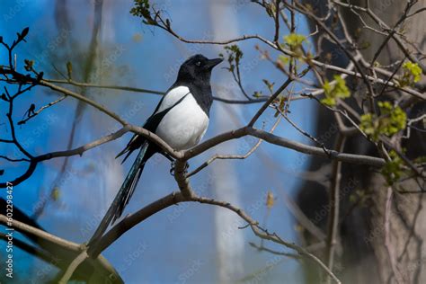 Sroka zwyczajna, sroka, sroka pospolita (Magpie, Pica pica) Stock Photo ...