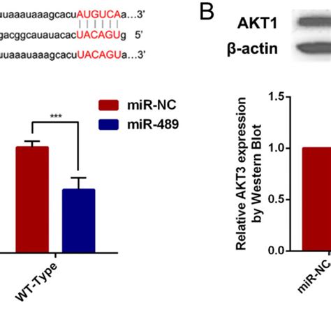 Akt Is A Direct And Functional Target Of Mir A Diagram Of