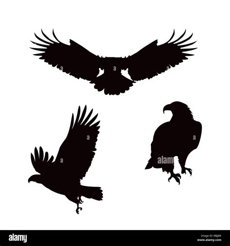 Bald Eagle Silhouette Vector