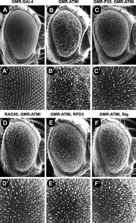 Mutations In String CDC25 Inhibit Cell Cycle Re Entry And