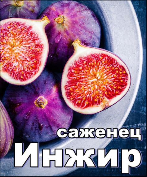 Набор для выращивания Gold Arboretum, Инжир, Многолетник купить по ...