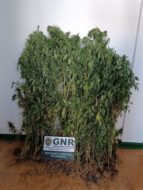 Gnr Apreende P S De Can Bis E Det M Suspeito Do Cultivo Em