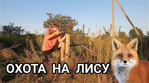 ОХОТА С ПНЕВМАТИКОЙ НА ЛИСУ!!!ЕСТЬ ЛИСА!!! - YouTube