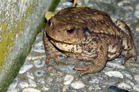 Common Toad Facts Pictures And In Depth Information For Kids And Adults