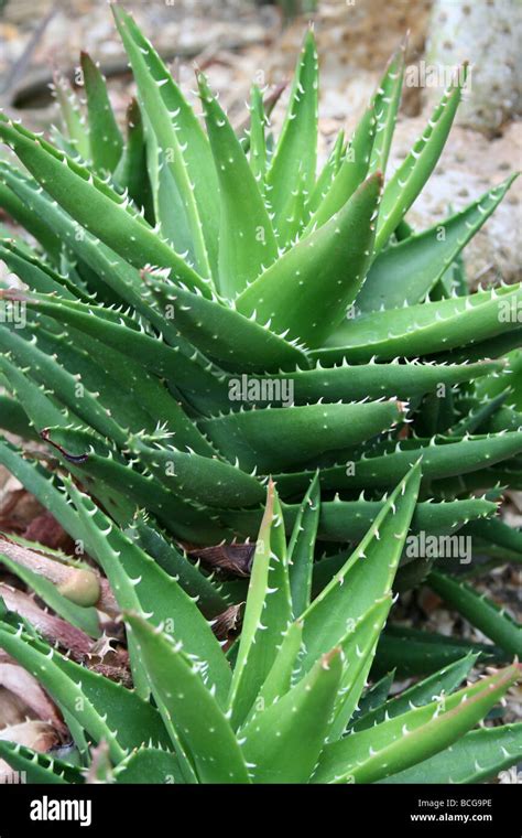 Hojas Suculentas De Encaje De Aloe Aloe Aristata Tomadas En