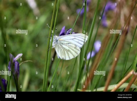 Green Veined White Butterfly Stock Photo Alamy