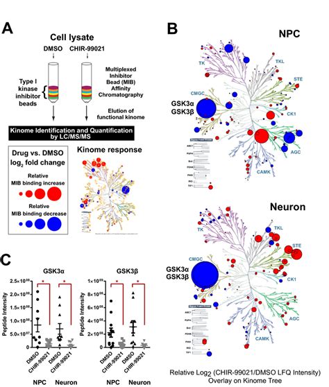 Effect Of Chir On The Kinome In Human Npc And Neurons A