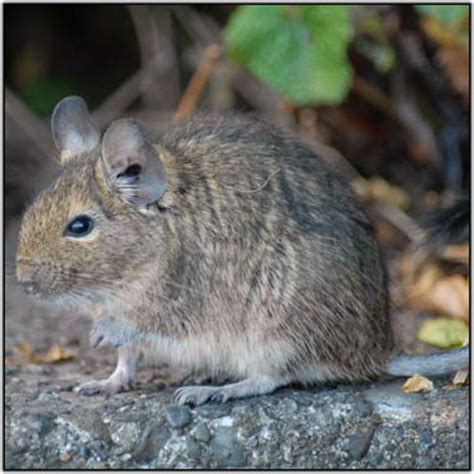 Pack Rat (Bushy-Tailed Wood Rat) - Cranbrook Pest Control