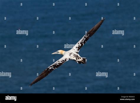 Gannet Morus Bassanus Sula Bassana Flying Immature Stock Photo Alamy