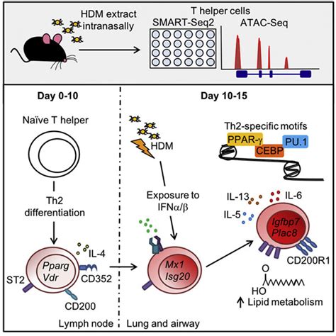 Single-cell RNA-Seq yields new knowledge on the development of asthma ...