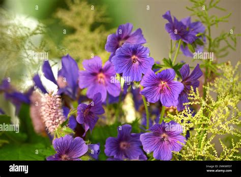 Meadow Geranium - also Geranium pratense - Johnsons Blue. Meadow