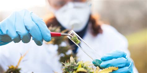 Cannabis-Medizin: Das sollte man wissen - mediorbis
