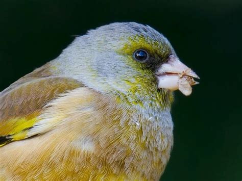 Grey-capped Greenfinch in Shanghai - Shanghai Birding 上海观鸟