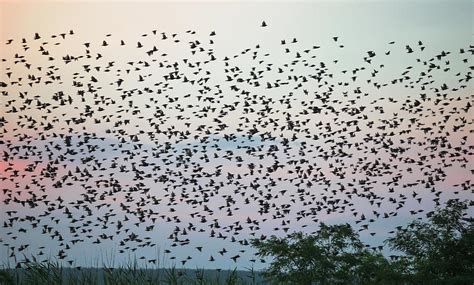 Swarm Of Birds by Franz Aberham