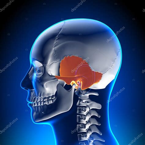 Brain Anatomy Temporal Bone Stock Illustration By Decade D