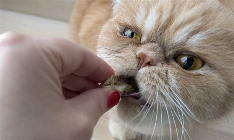 Persian Cat Food - The Best Way To Feed Your Flat Faced Kitty