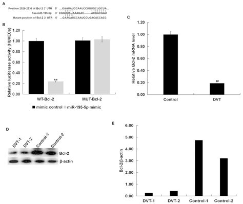 Elevated MiR1955p Expression In Deep Vein Thrombosis And Mechanism Of