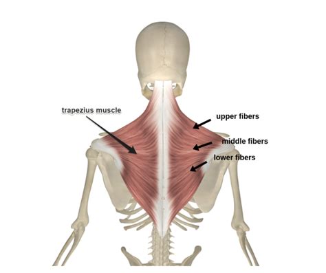 Upper Trapezius - In Balance Health