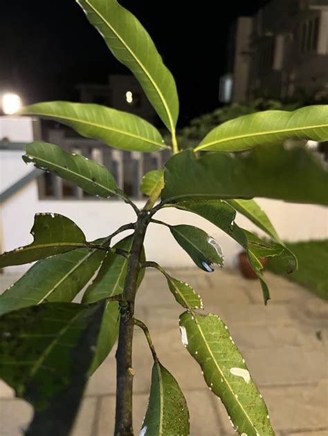 What Are These Bugs On My Mango Tree Rwhatsthisbug