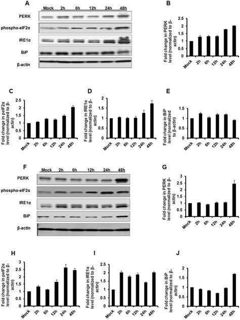 Western Blot Analysis Of Upr Activation Hela Cells Were Mock Infected Download Scientific