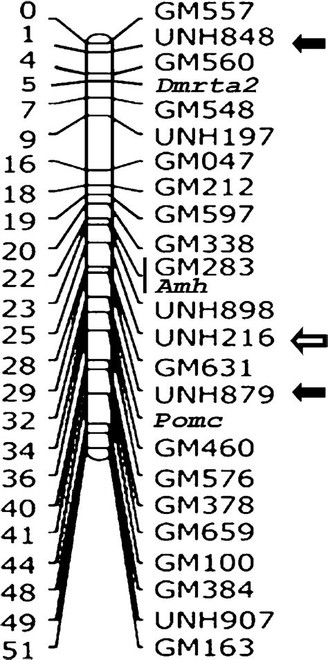 The Tilapia Linkage Group 23 Mapping Positions Of Qtl For Sex