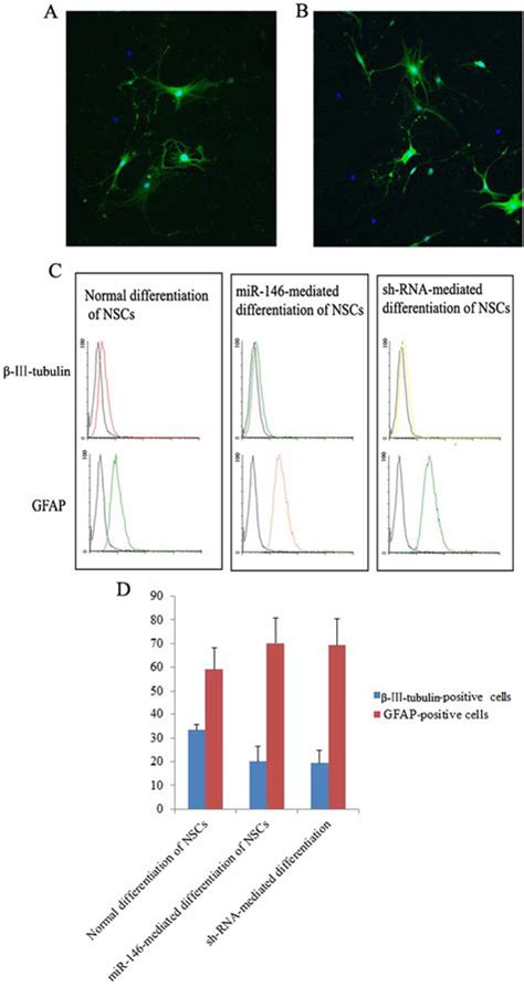 Neural Differentiation Of Nscs Immunofluorescence Staining Assay Showed