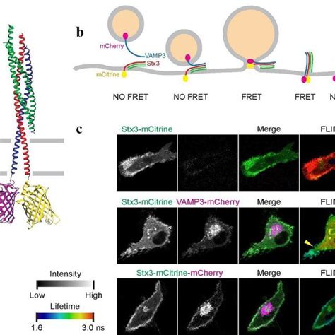 Snare Complex Formation By Fret Flim A Model Of The Neuronal Snares