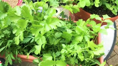 How To Grow Coriander At Home Gardenhow To Grow Cilantro In A Pot