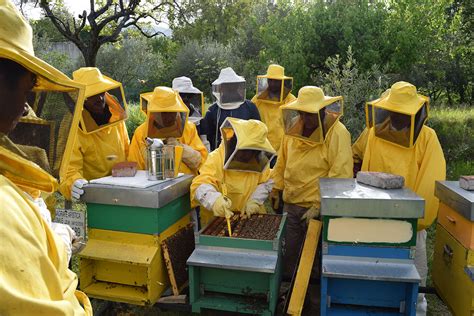 Amendolara Aperte Le Iscrizioni Al Corso Base Di Apicoltura