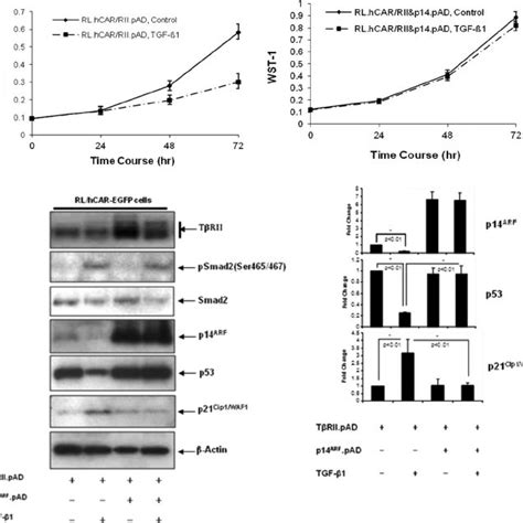 Down Regulation Of P14 ARF And Mutant P53 In B Cell Lymphoma Cells In