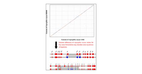 Comparison And Analysis Of The Genomes Of Two Aspergillus Oryzae