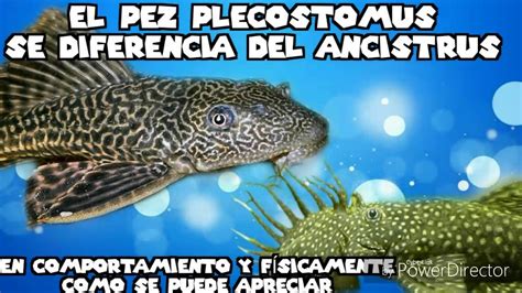 Cuidados Pez Plecostomus En 1 Minuto YouTube