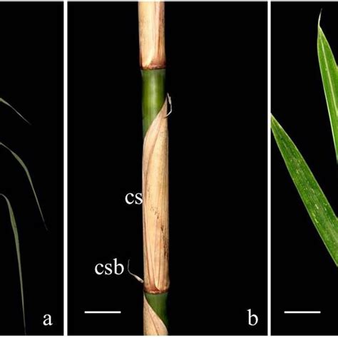 Cross Sections Of Culm Sheath Culm Sheath Blade Foliage Leaf Blade