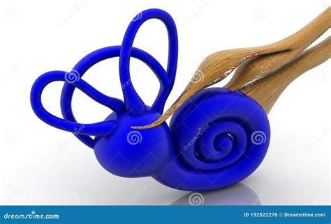 3d Illustration Of Inner Ear Cochlea In Color Background Stock