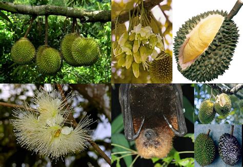 Dr Mat: Durian in season