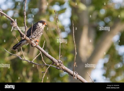 Amur Falcon Amurfalke Falco Amurensis Russia Adult Female Stock