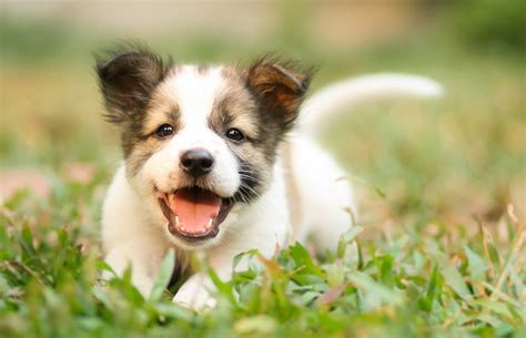 Animal Hospital Flushing, NY | The Pet Doctor