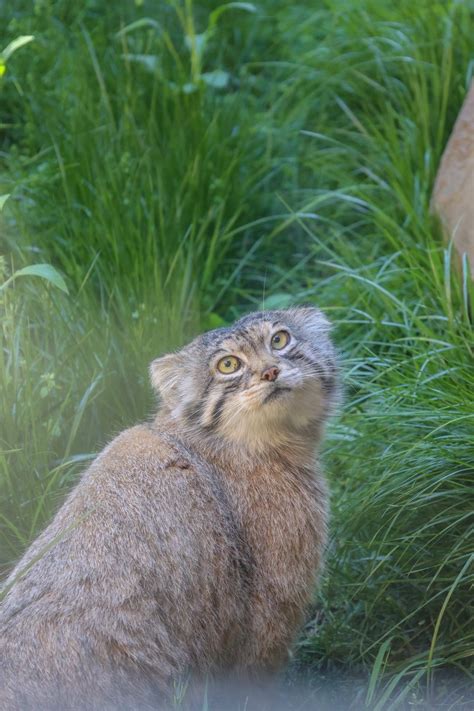 那須どうぶつ王国 On Twitter 今日はマヌルネコのレフ、9歳の誕生日です😼 これからも元気に長生きしてね☺️ お誕生日おめでとう