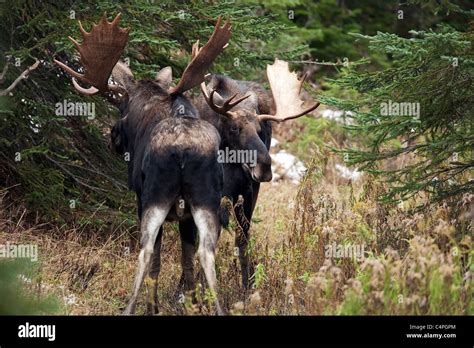 During fighting hi-res stock photography and images - Alamy