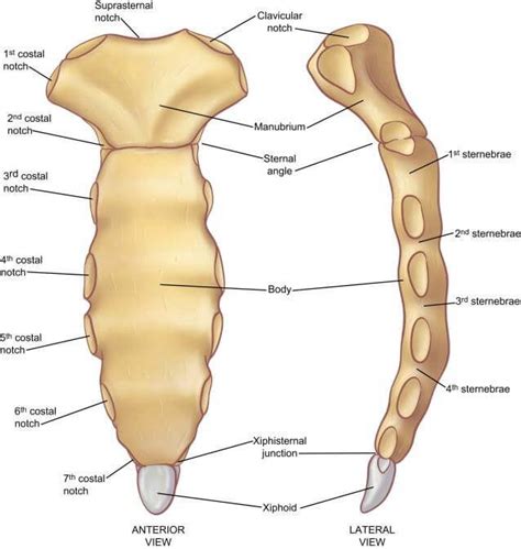 Sternum : Manubrium; Body; Xiphoid Process | Human bones anatomy ...