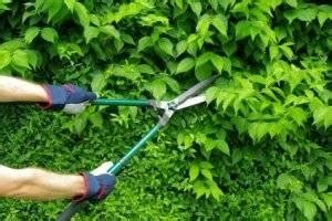 Potatura Siepi Tecniche Di Giardinaggio