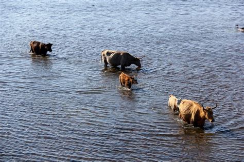 193 Cows Swimming Lake Stock Photos - Free & Royalty-Free Stock Photos from Dreamstime