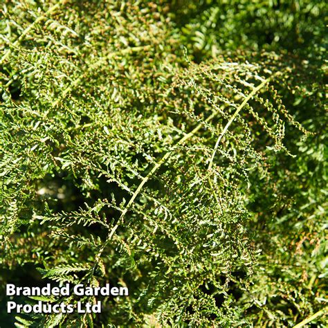 Athyrium Filix Femina Victoriae Thompson Morgan