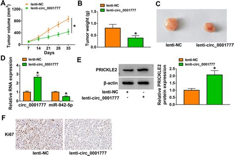 Circ 0001777 Overexpression Restrains Tumor Growth In Vivo BALB C Nude