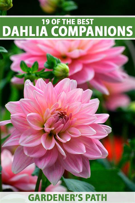 The Best Dahlia Companion Plants Muhamadfario97