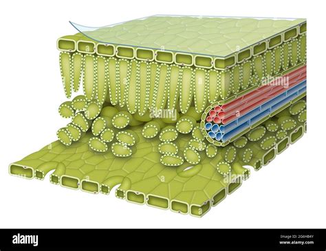 Leaf anatomy diagram Stock Photo - Alamy